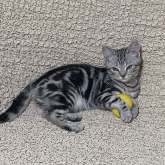 ウールボールを抱えるシャルちゃん（アメリカンショートヘア）