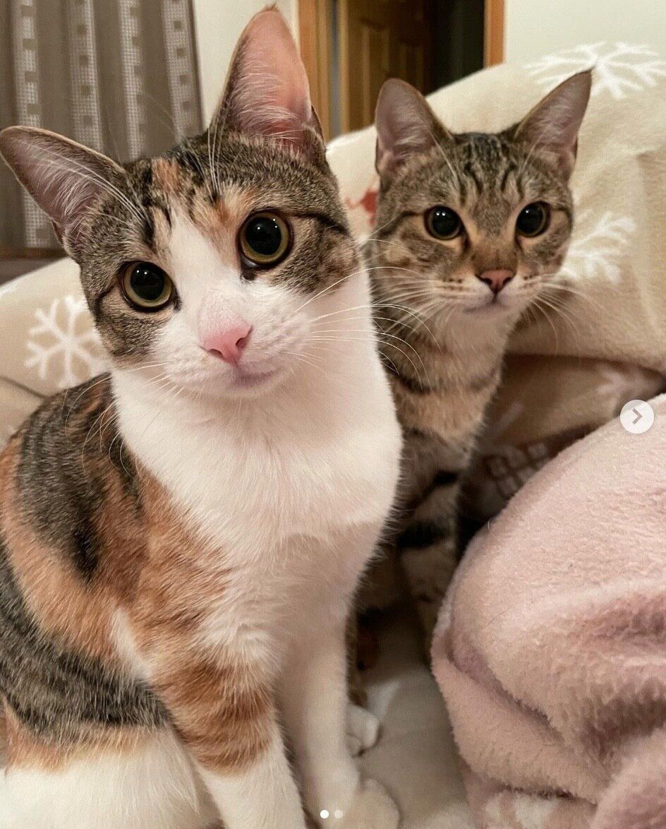 仲良しなもなかくん、きなこちゃん