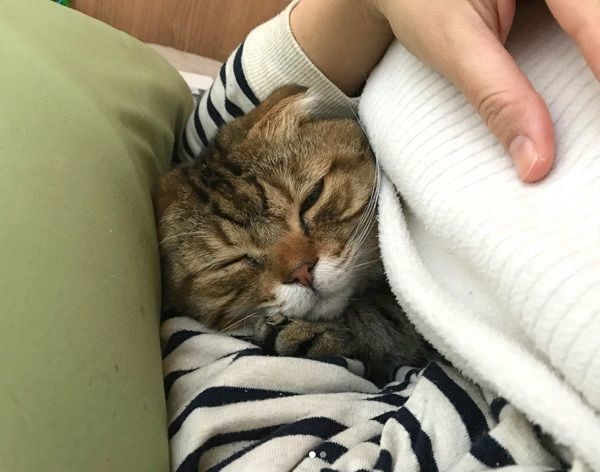 添い寝するスコティッシュフォールド