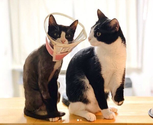 ちゅらちゃんのことを見つめるラッキーくん