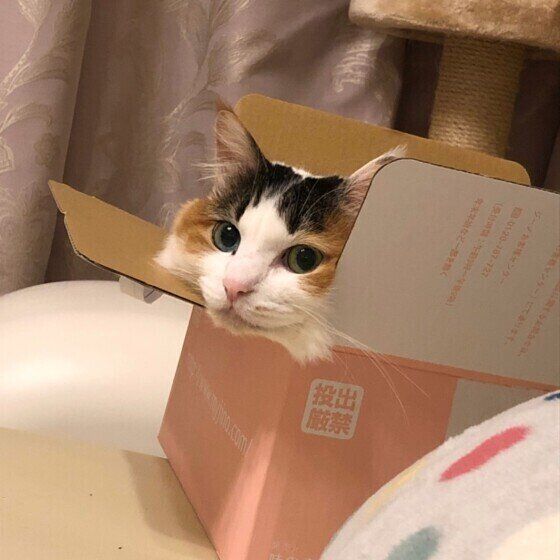 箱に入るターキッシュバンのりんちゃん