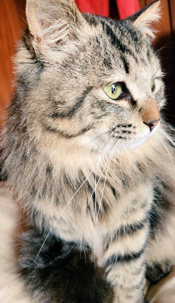 横を見る猫