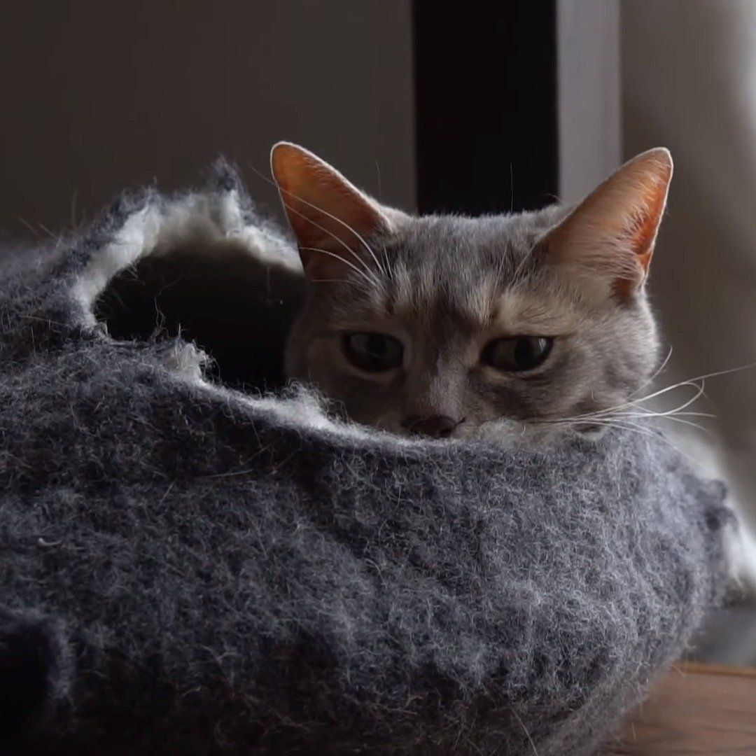 ベッドから顔を出す猫