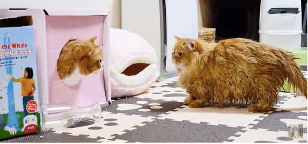 アヒルが欲しいニャンコ