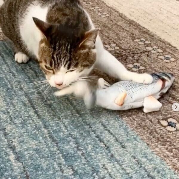 魚のおもちゃで遊ぶあずきちゃん