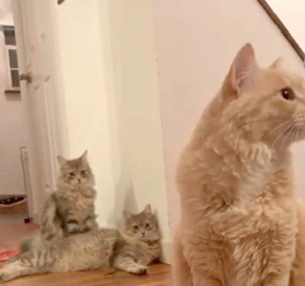 あくびがうつる猫