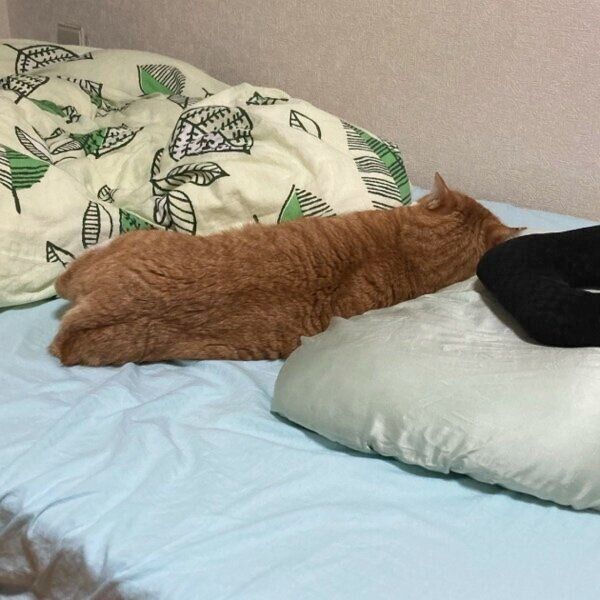 飼い主さんを起こしておいて自分は眠るシャシャくん