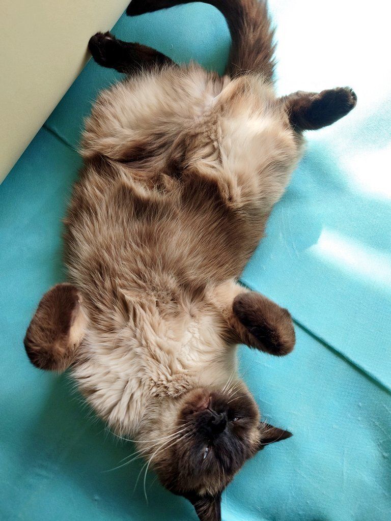 仰向けに寝転ぶ猫