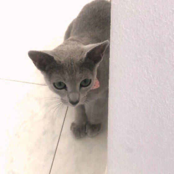 隠れるロシアンブルー