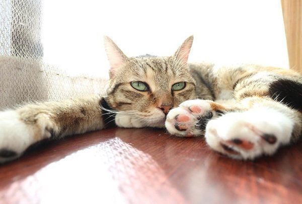 日向ぼっこする猫