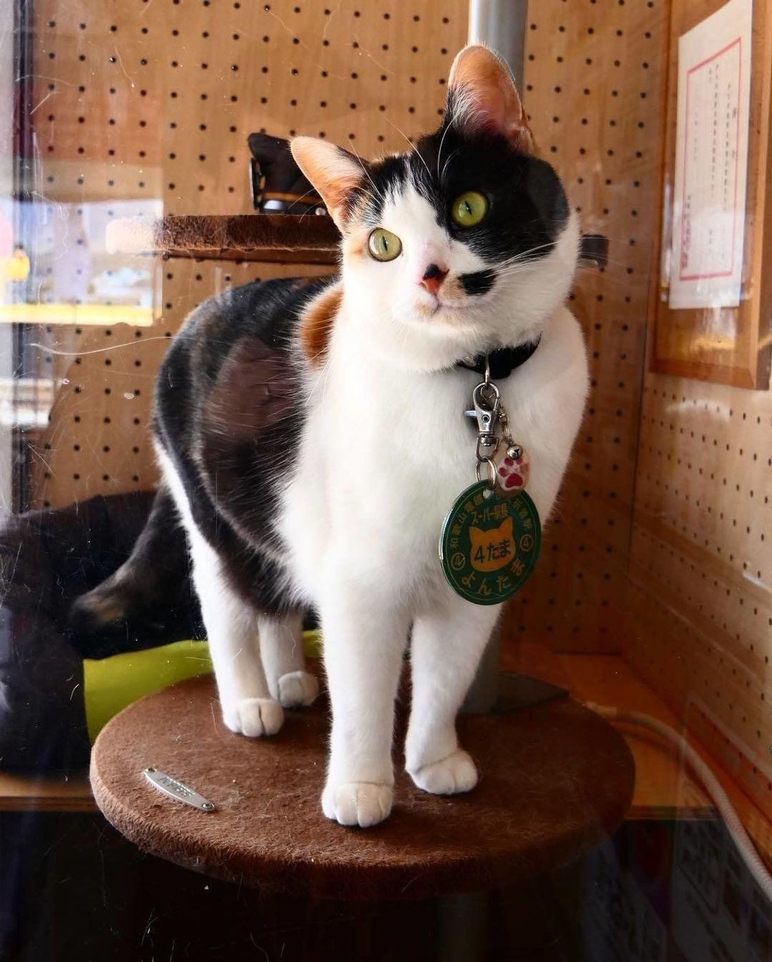 ニャンともかわいい たま駅長で有名だった 貴志駅 の今 ねこのきもちweb Magazine ニャンともかわいい たま駅長で有名だった 貴志駅 の今 ねこのきもちweb Magazine