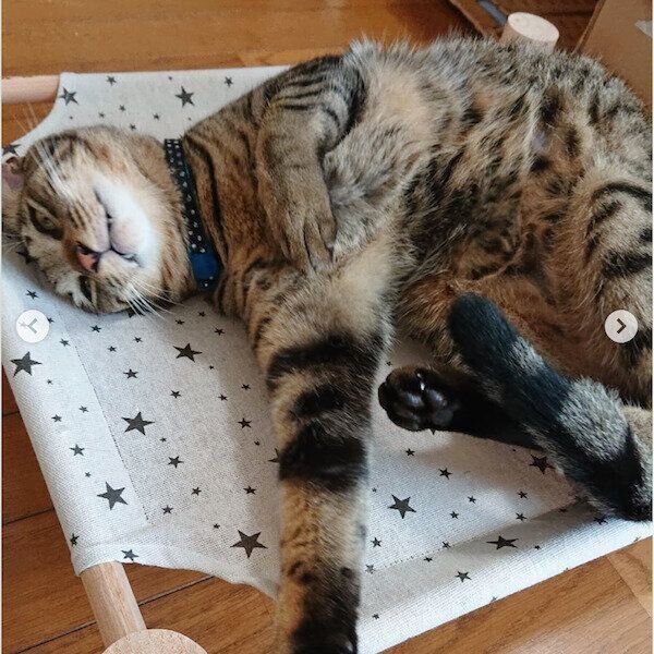 ダイソーの猫グッズ