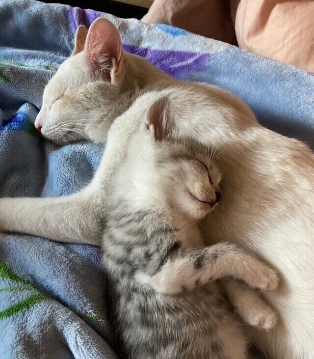 （写真上から）かやちゃん、後輩猫・びすけくん。