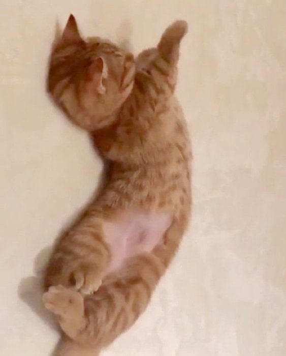 伸びをするマンチカン