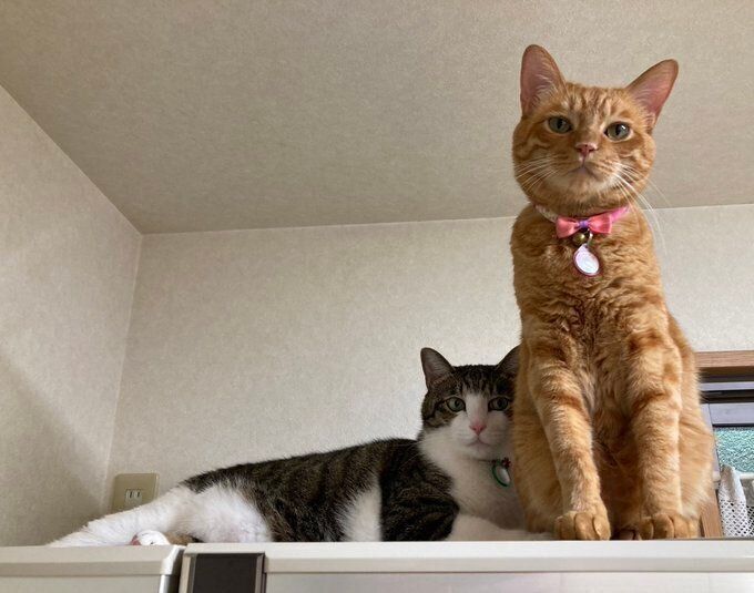 弟分のむぎくん（写真右）。ふくくんはむぎくんに負けてしまうことが多いのだとか