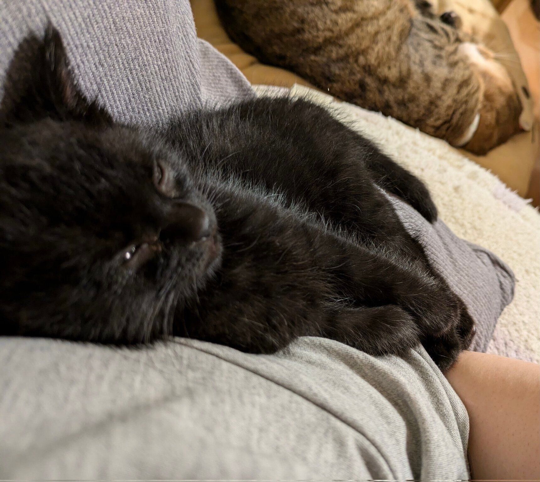 家に来て1週間ほどのおはぎくん