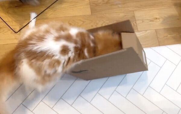 ダンボール箱に入ろうとするぽてちくん