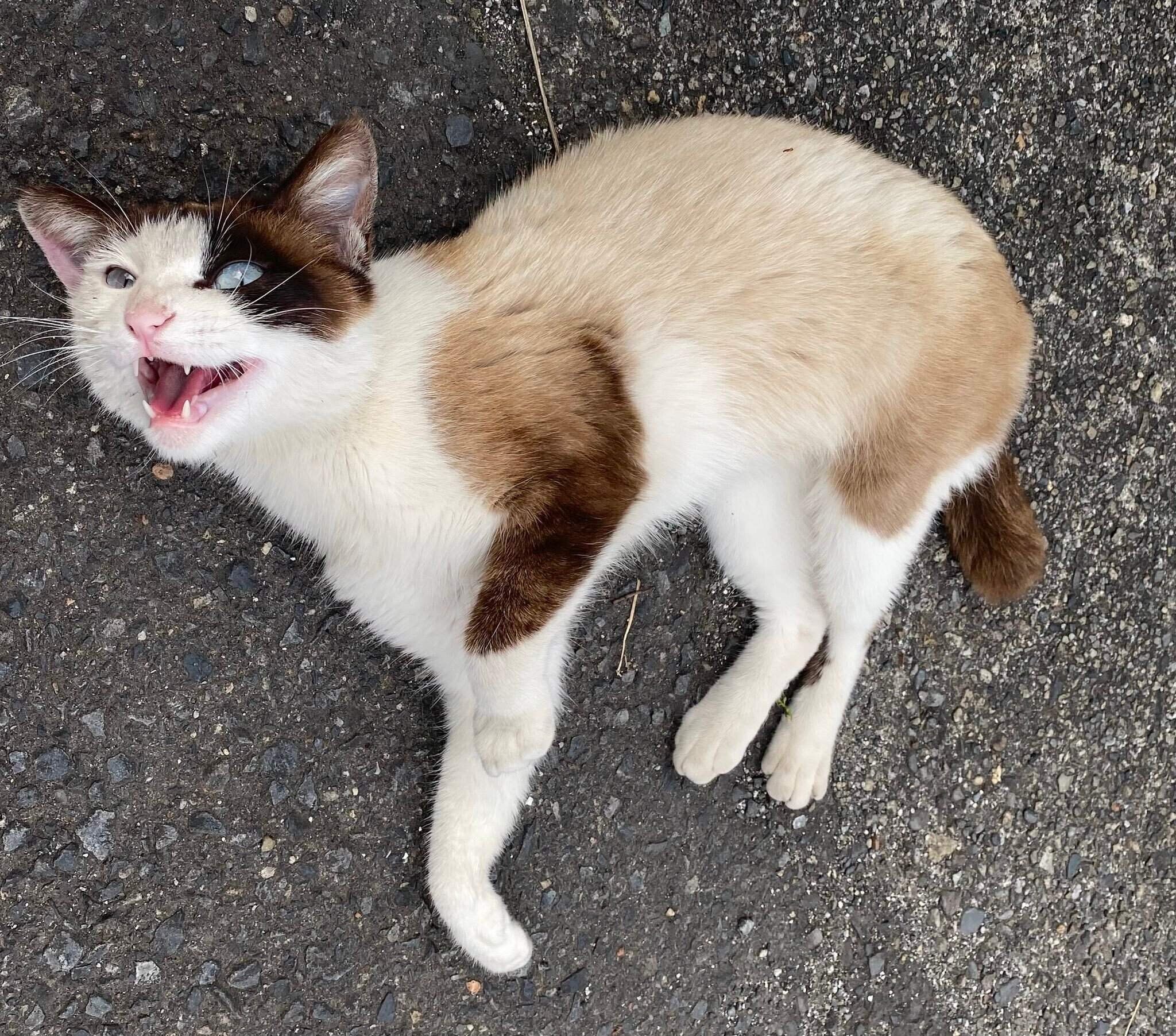 最初はクリーム色と茶色だったりぶちゃん