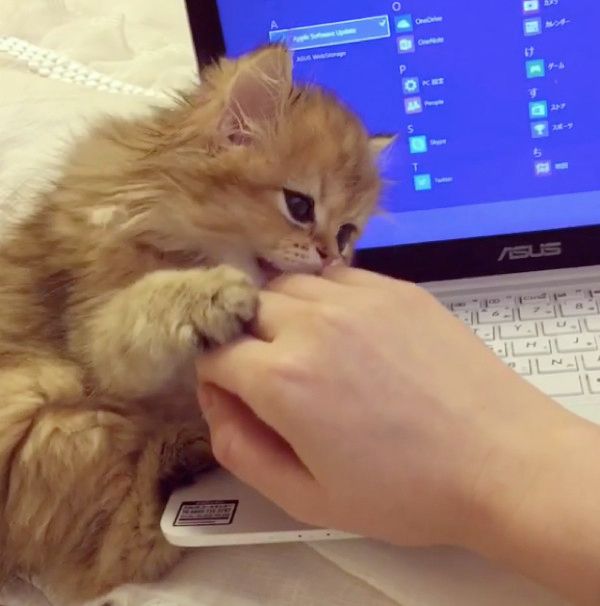 パソコンを邪魔する子猫