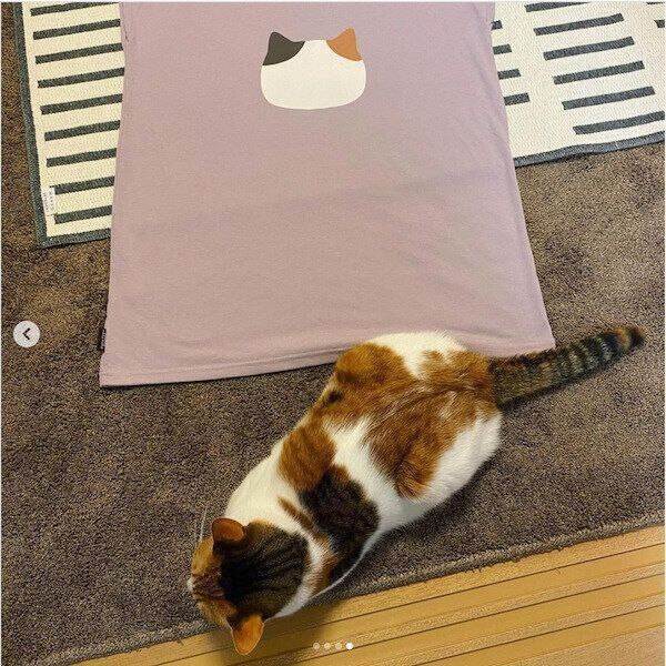 「ふくふくにゃんこ」グッズ