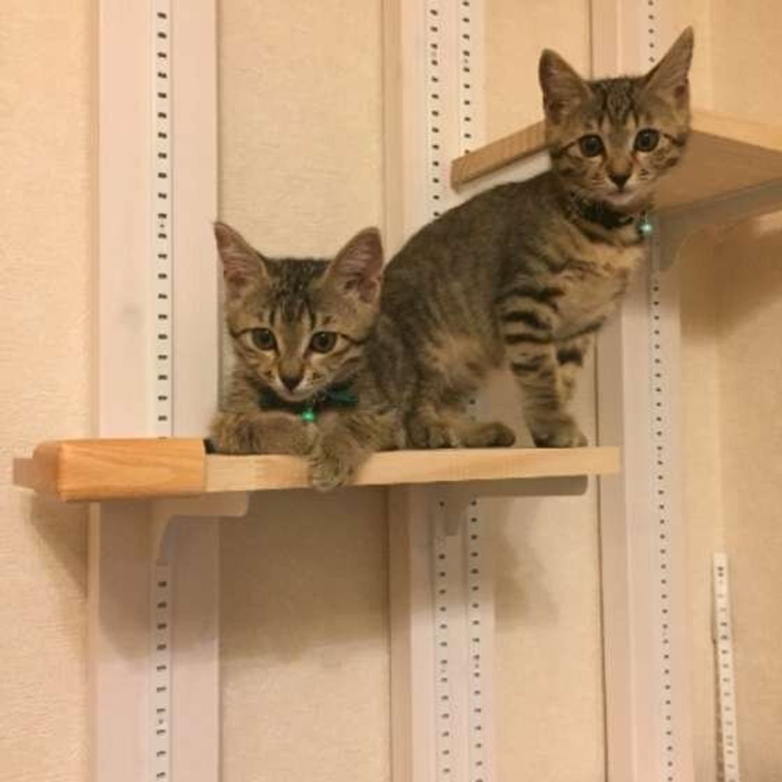 猫はどんな言葉をどれくらい覚えるの 獣医師の先生に聞いた ねこのきもちweb Magazine 猫はどんな言葉をどれくらい覚えるの 獣医師の先生に聞いた ねこのきもちweb Magazine