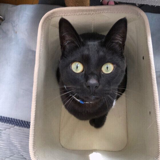  MIX（黒）のうにくん