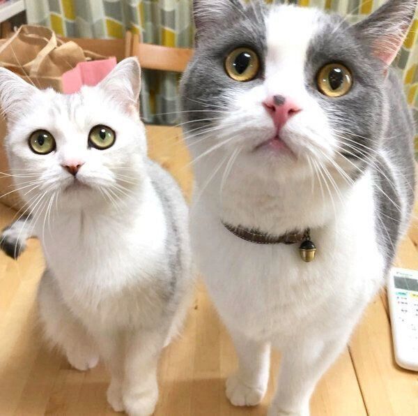 見つめるネギトロちゃん・カンパチくん