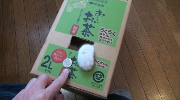 ニャンコ貯金箱