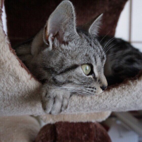 サバトラ猫のルナちゃん