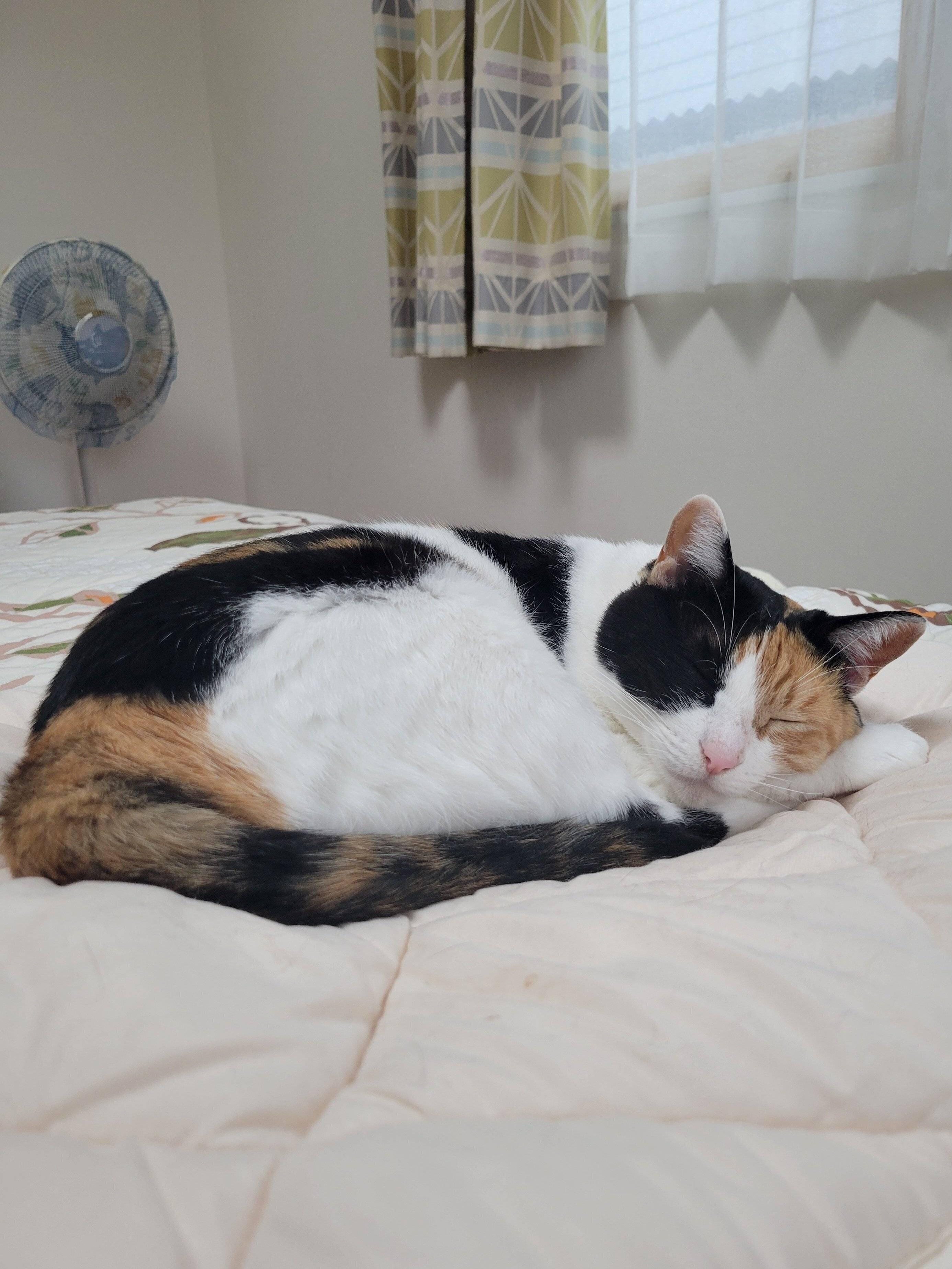 気持ちよさそうに眠る猫