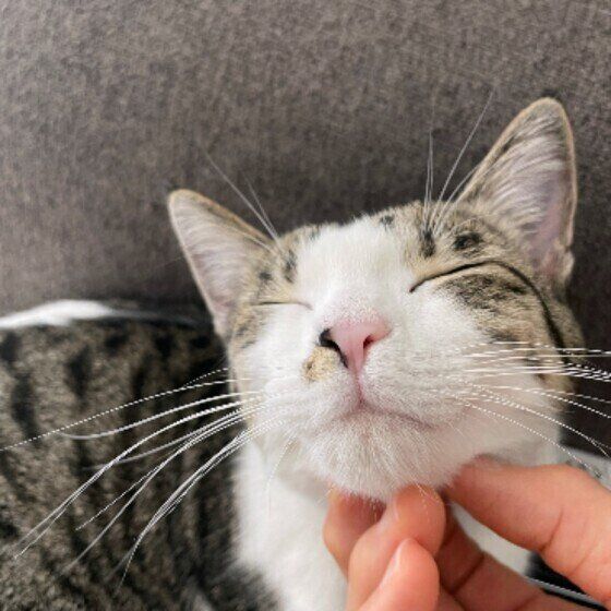 ゴロニャンするきなこちゃん