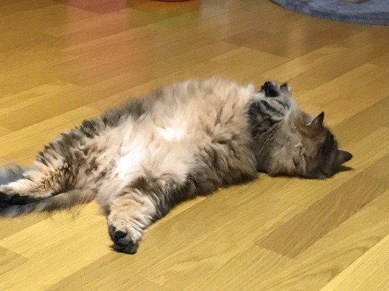 食後にストレッチする猫（ヒマラヤン、メス）