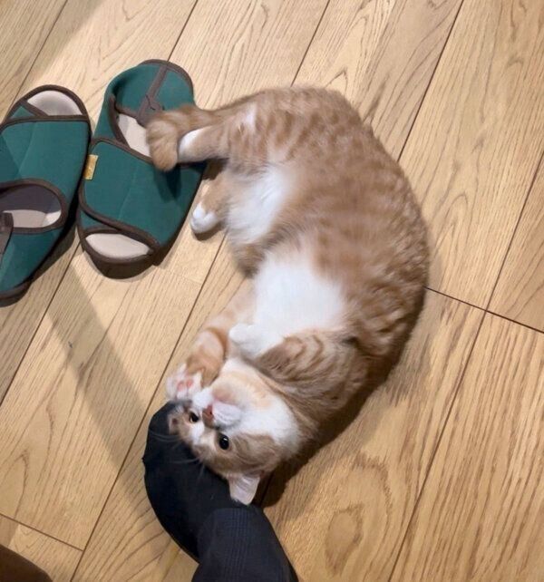 飼い主さんの足にスリスリする虎太郎くん