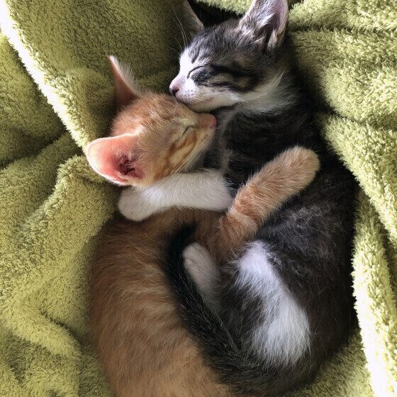 MIX黒白のソラオくんと同居猫ちゃん