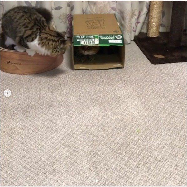 箱に入る猫