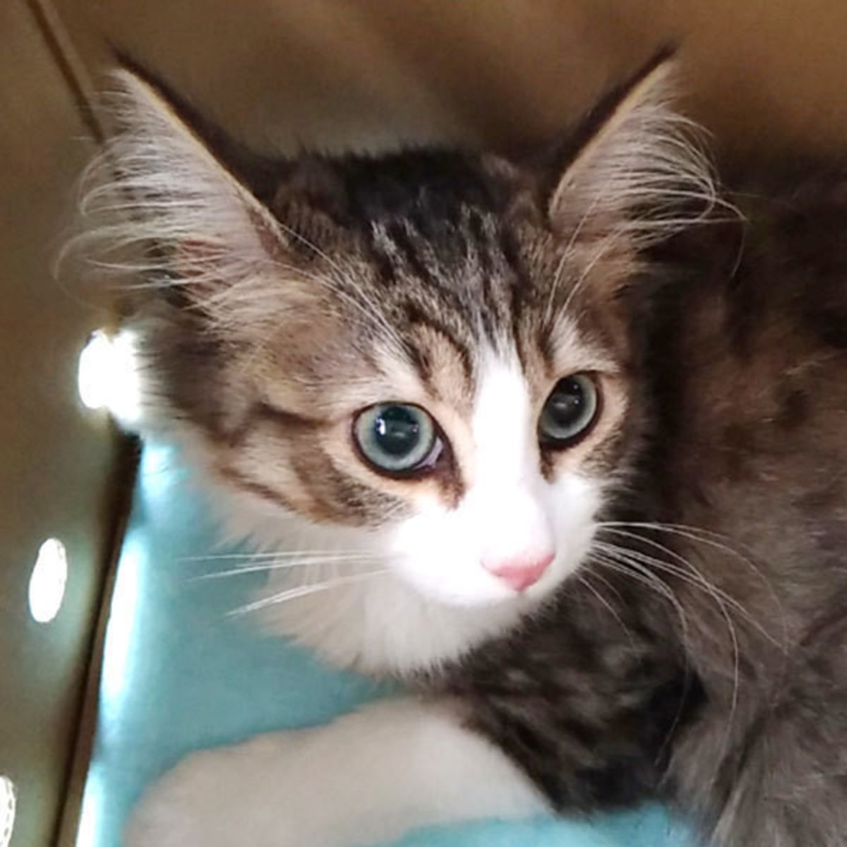 猫とバスで移動するときに知っておきたい5つのポイント ねこのきもちweb Magazine 猫とバスで移動するときに知っておきたい5つのポイント ねこのきもちweb Magazine