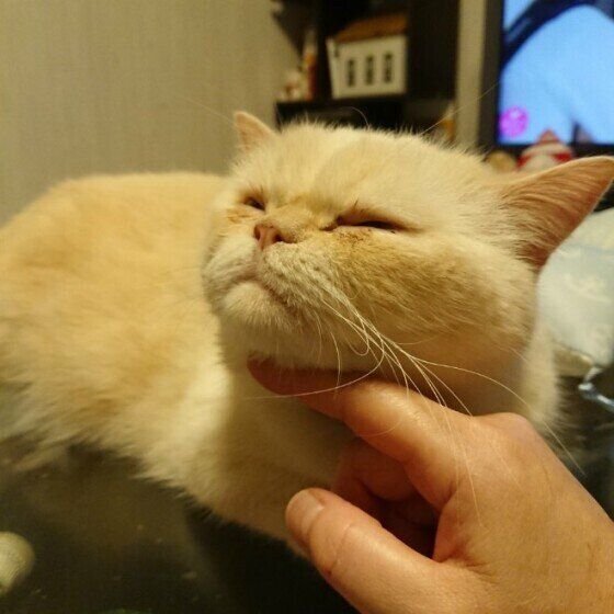 あごの下をなでられる猫