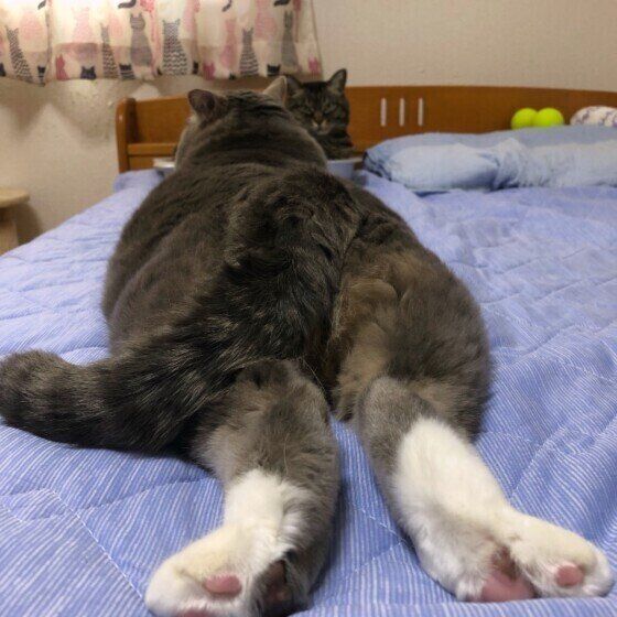 トラウンソン　サバトラ　お尻