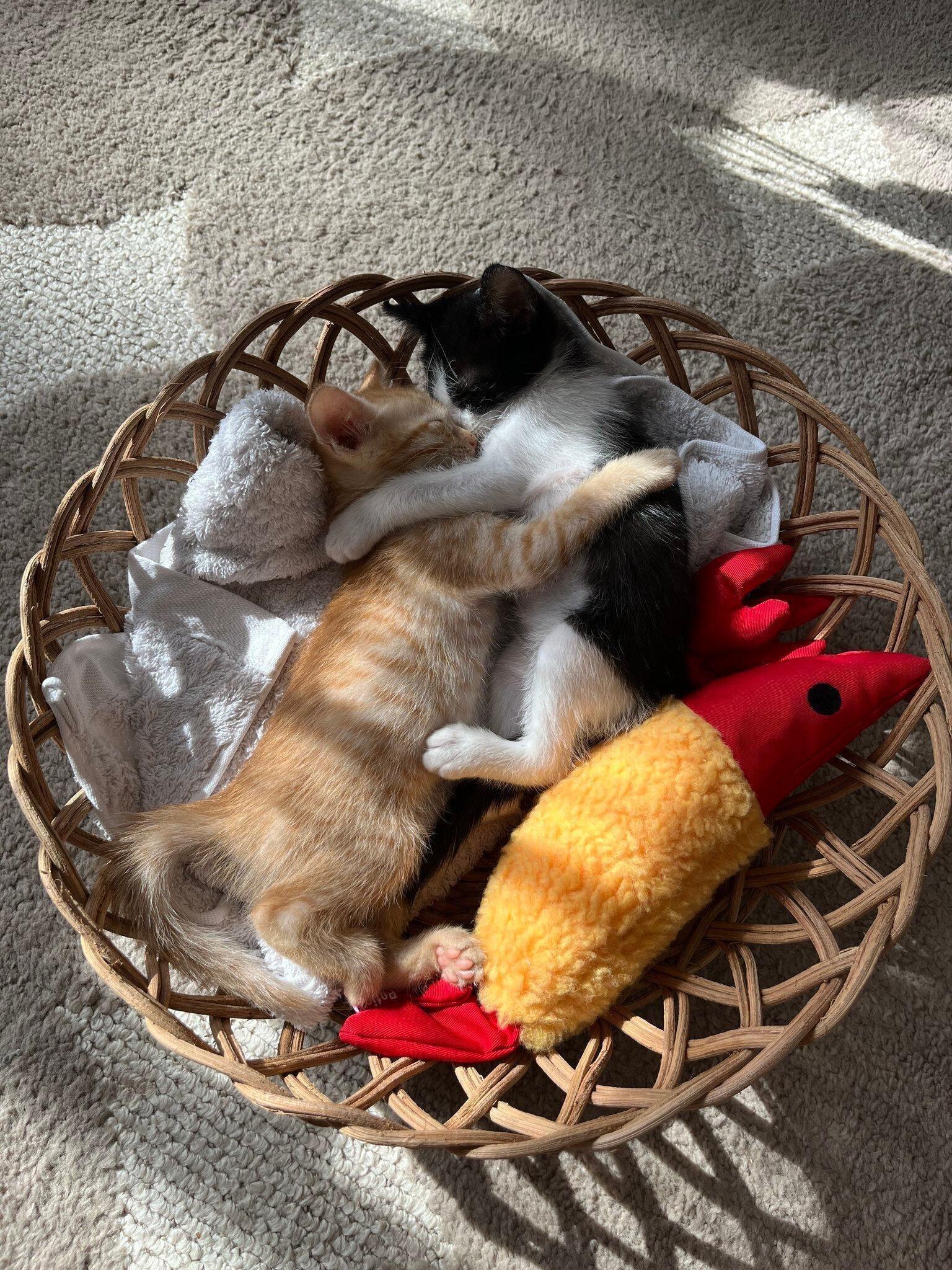 仲良く遊ぶ2匹の猫