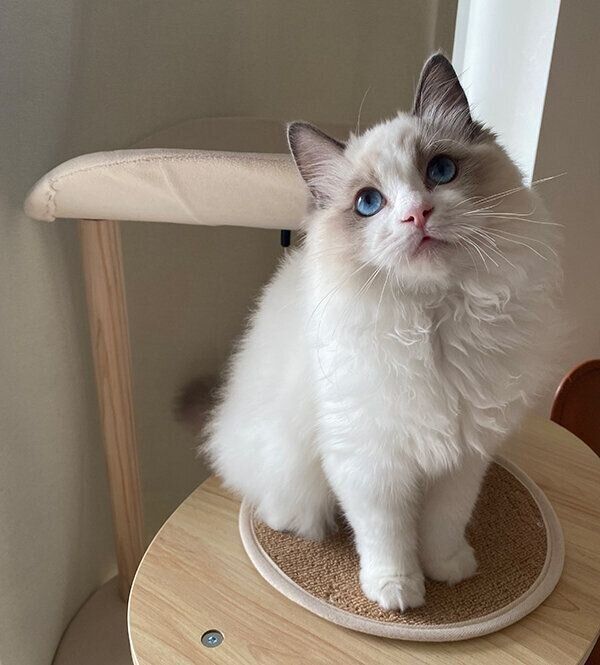 見つめるむぎちゃん