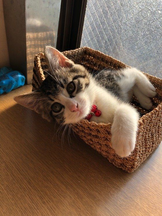 日向ぼっこするラムちゃん