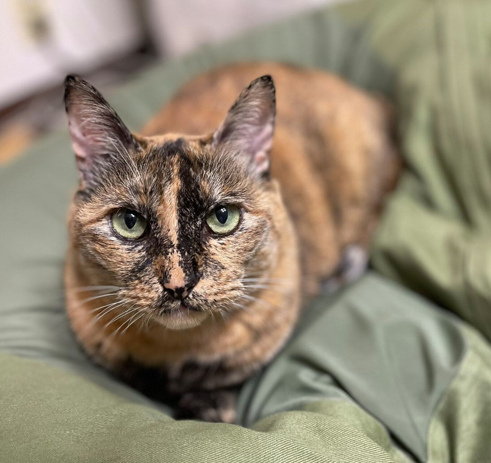 推定6才になったサビちゃん。