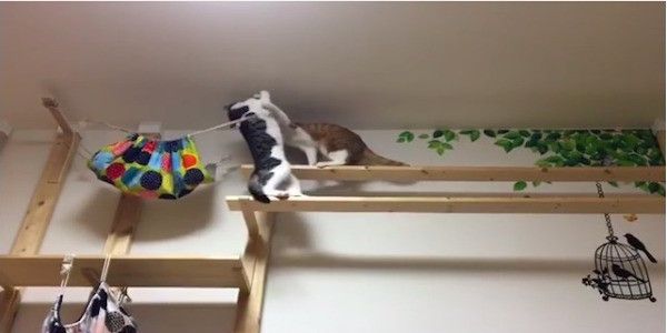 格闘するニャンズ