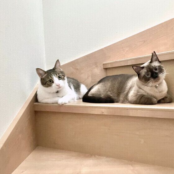 茶白の五郎くんたち