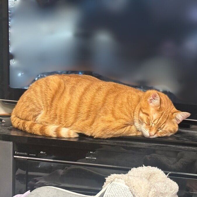 テレビ台に乗り、モニターの前でくつろぎ始めたころもくん
