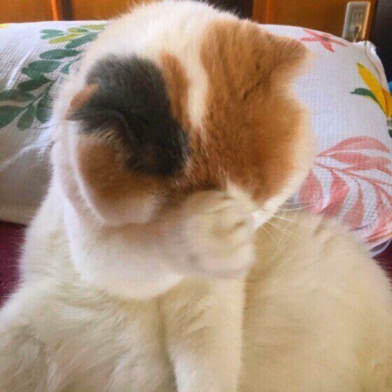 スコティッシュフォールドのミルクちゃん