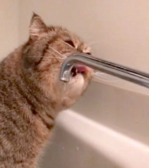 滝行をするエキゾチックショートヘア