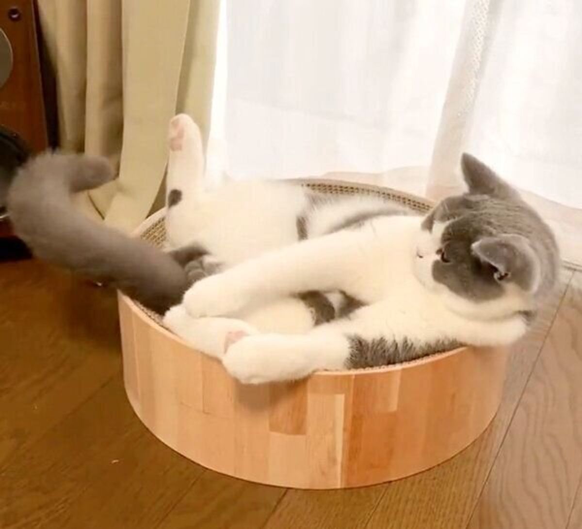 それ 自分のしっぽだよ ひとり遊びをする猫の 激しめな動き が笑える ねこのきもちweb Magazine それ 自分のしっぽだよ ひとり遊びをする猫の 激しめな動き が笑える ねこのきもちweb Magazine