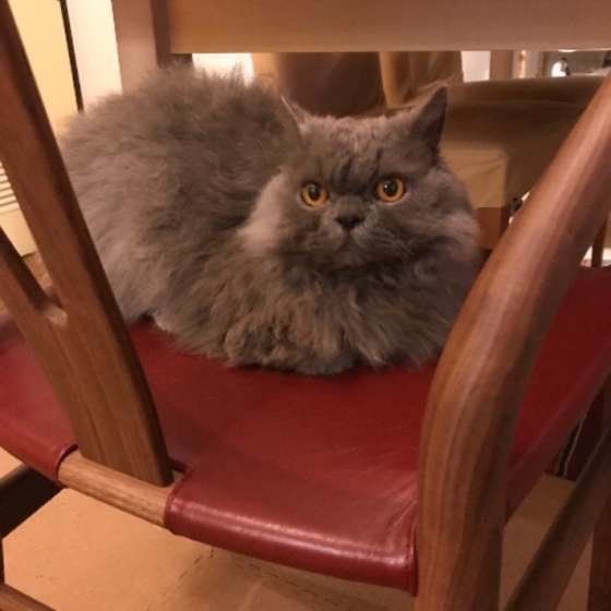 イスに座るセルカークレックス