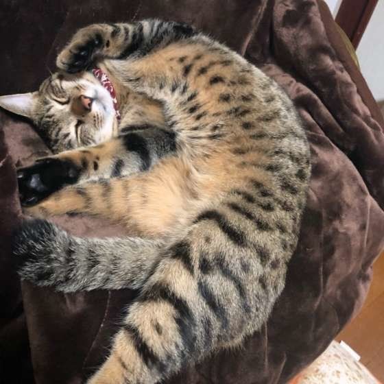 気持ちよさそうに眠るキジトラ